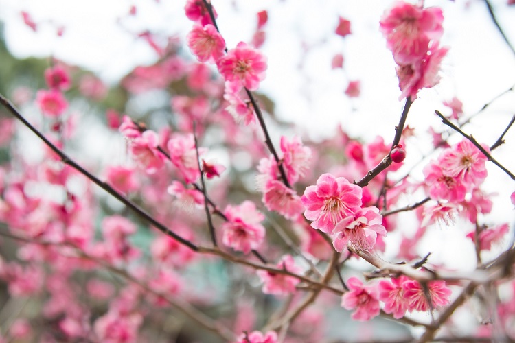 結婚式はいつ挙げる 冬婚 冬挙式のすすめ 梅の花